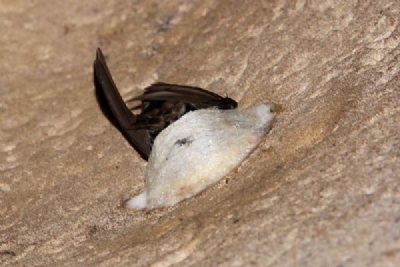 Thu hoạch tổ yến – Nghề không dành cho người yếu tim!